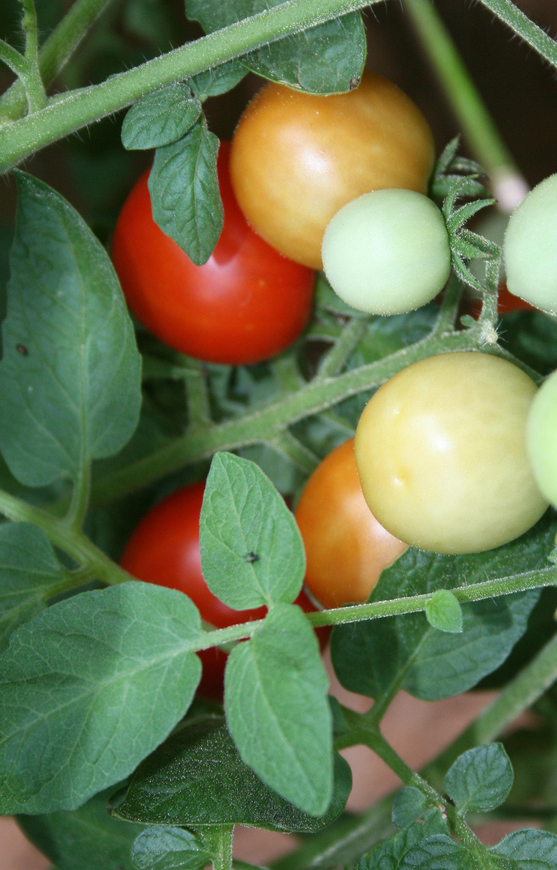 tomato tree