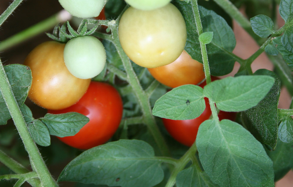 Tomato plant with tomatoes in various stages of ripeness
