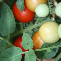 Tomato plant with tomatoes in various stages of ripeness