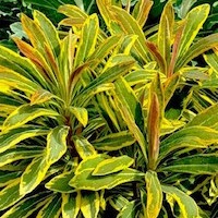 Known as “Euphorbia x martinii,” 'Ascot Rainbow' is native to Australia, where the name “Ascot” is associated with an old, wealthy suburb of Brisbane.
