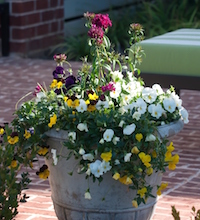 Mixed containers featuring trailing pansies and dianthus make this Old Town patio in Columbus, Georgia, a cool season delight.