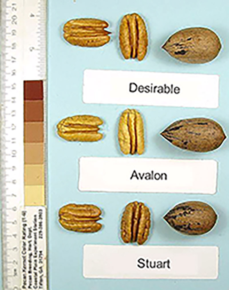 The ‘Avalon’ pecan, compared here to two other varieties, is a highly desired cultivar due to its extreme resistance to scab disease.