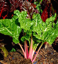 Bright Lights Swiss chard is like a beet without a bottom.