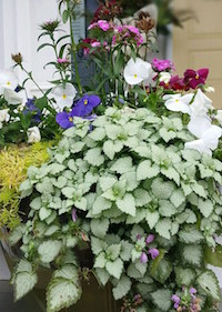 Lamiums reach a height of 8 to 12 inches with a spread of 24 inches, making them a perfect spiller plant in mixed containers.