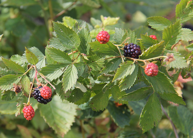 Blackberries grow in the University of Georgia Research and Education Garden in Griffin, Georgia.