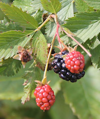 Blackberries grow in the University of Georgia Research and Education Garden in Griffin, Georgia.
