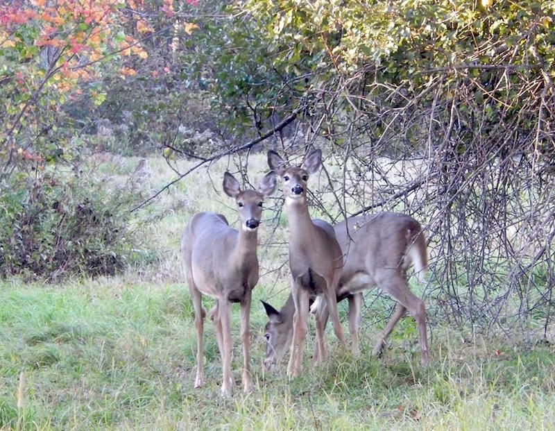 A family of deer gaze toward the photographer while grazing on plants