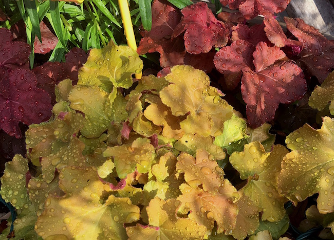The golden-colored 'Caramel' and rust-colored 'Lava Lamp' are two hybrids of Heuchera villosa growing in the University of Georgia's Coastal Georgia Botanical Gardens in Savannah.