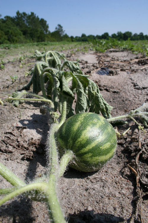 Fusarium wilt, a deadly fungal disease that lives in the soil, attacks a watermelon vine in a field in Berrien County.