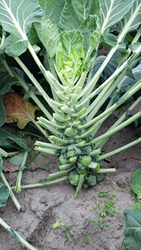 A farm-grown Brussels sprouts plant.