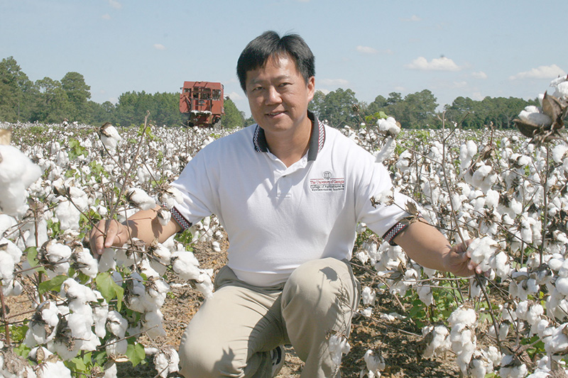 Peng Chee is a cotton breeder on the UGA Tifton Campus.