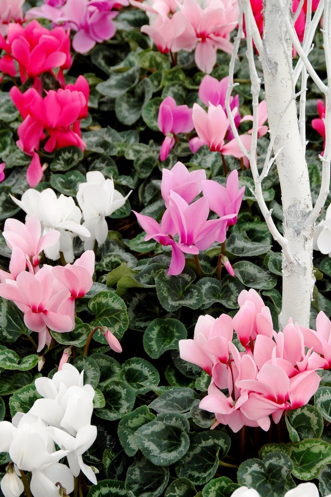 Cyclamen combines beautiful blooms with variegated, heart-shaped leaves.