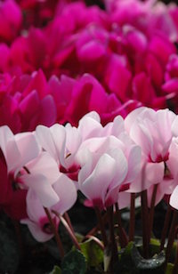 Cyclamen flowers come in all the traditional Valentine's Day colors.