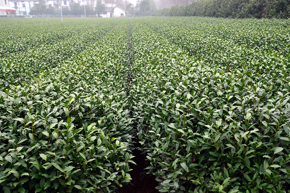 University of Georgia horticulture professor Donglin Zhang worked with a team of American and Chinese scientists in fall 2016 to help identify tea varieties that might work well in the American South. Zhang and his colleagues visited tea fields in China as part of a research trip sponsored by the USDA and the Chinese Ministry of Agriculture.