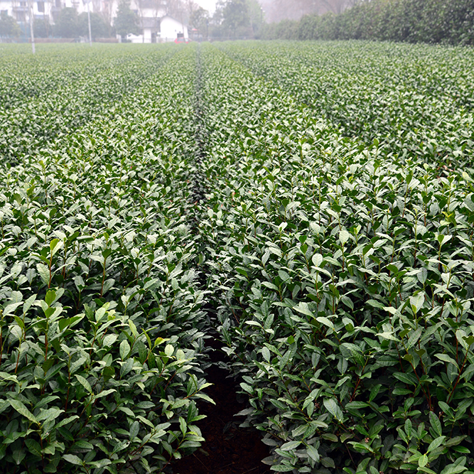 University of Georgia horticulture professor Donglin Zhang worked with a team of American and Chinese scientists in fall 2016 to help identify tea varieties that might work well in the American South. Zhang and his colleagues visited tea fields in China as part of a research trip sponsored by the USDA and the Chinese Ministry of Agriculture.