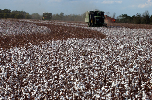 Cotton is harvested Nov, 1, 2005 at the Durden Farms Candler County near Metter, Ga.