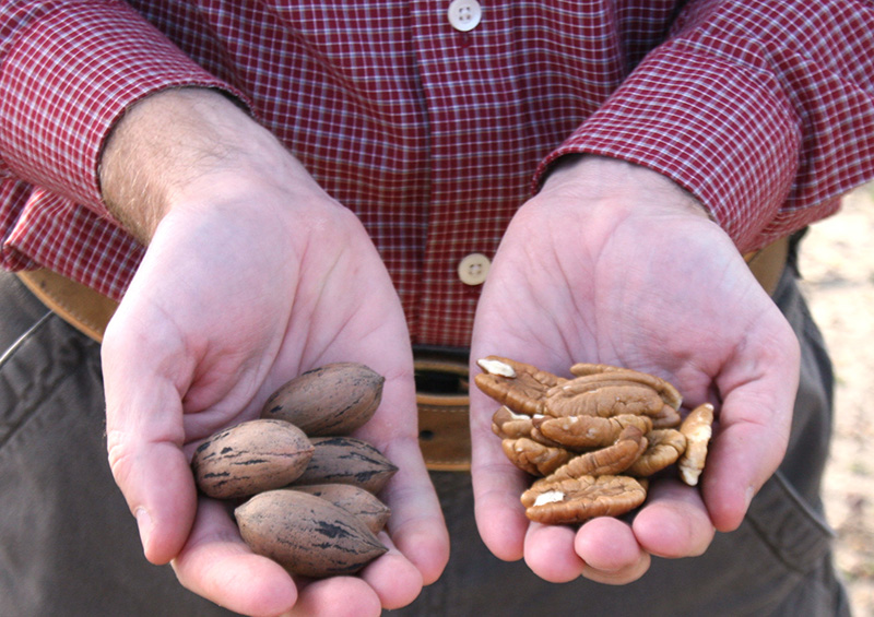 Pecans being researched on the UGA Tifton campus in 2014.