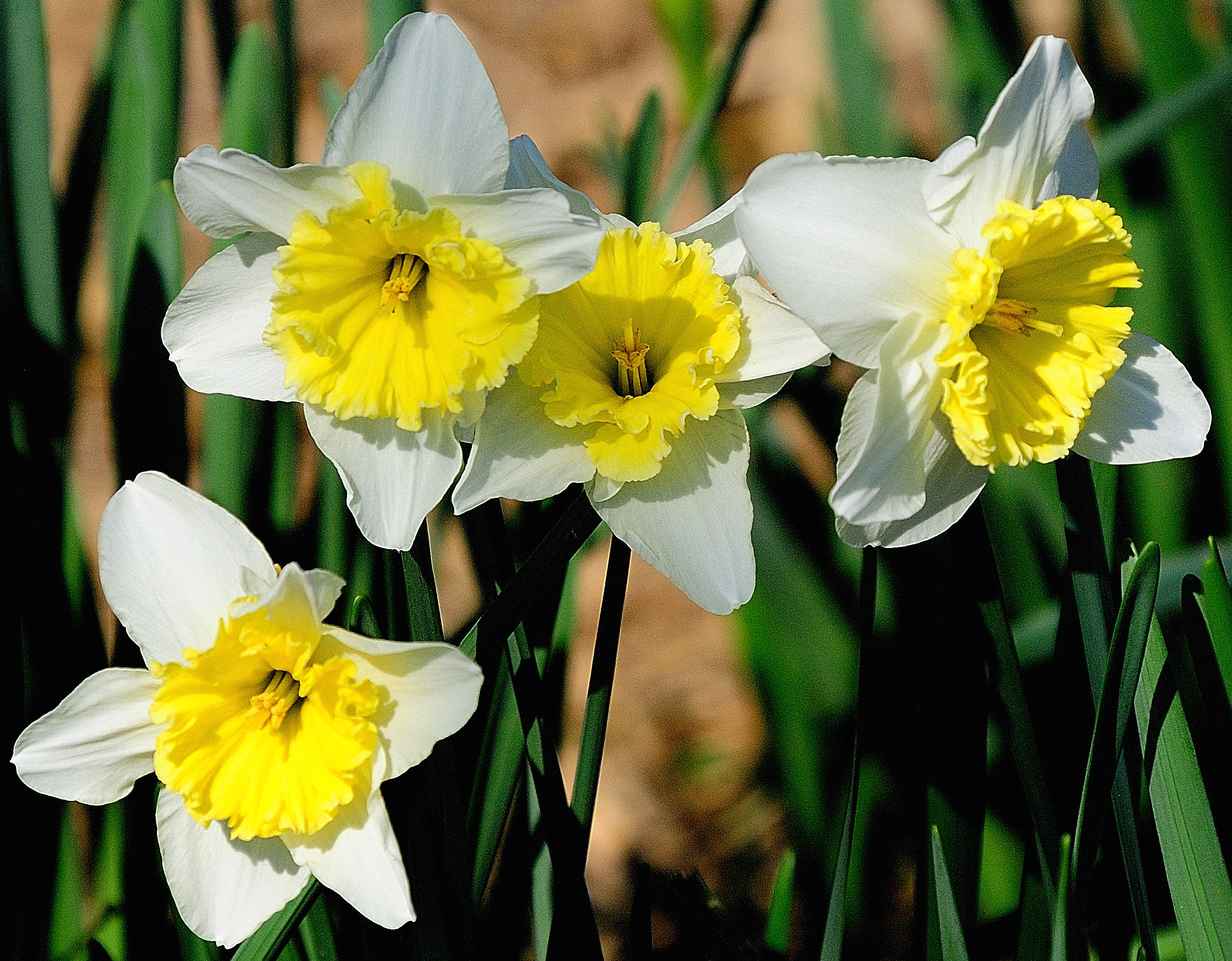 'Ice Follies' daffodils return faithfully each year to the Coastal Georgia Botanical Gardens in Savannah, Georgia.