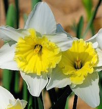 'Ice Follies' daffodils return faithfully each year to the Coastal Georgia Botanical Gardens in Savannah, Georgia.