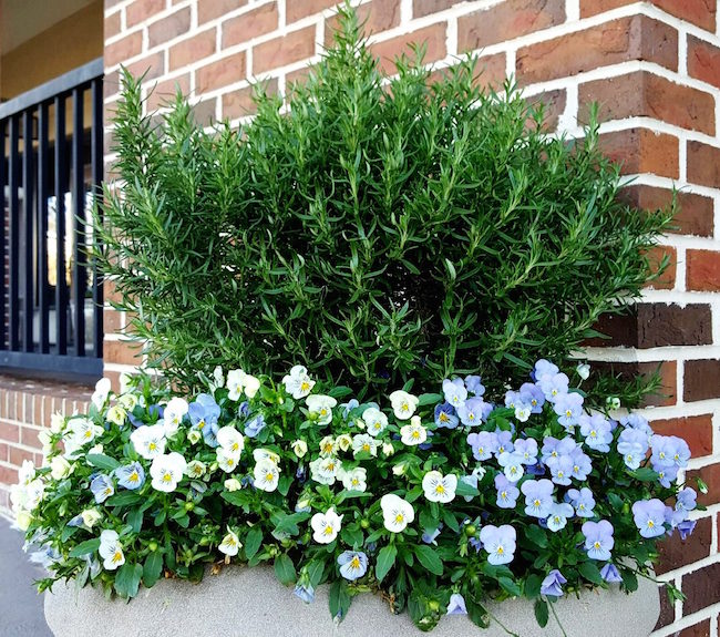 Rosemary makes a terrific center or tall plant in mixed containers. The aromatic foliage does not go unnoticed. The green, fine-textured, needle-like leaves contrast with cool- or warm-season flowers like these violas.