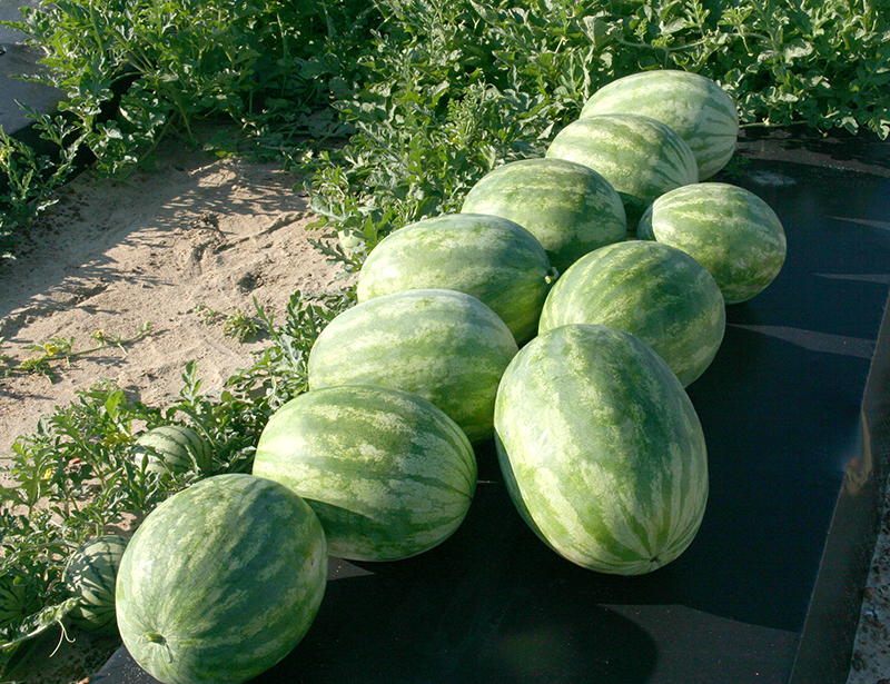 Watermelons stacked on the side of a row on a farm at the UGA Tifton campus.