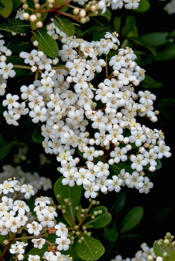 'Mrs. Schiller's Delight' grows to about 3 feet tall and slightly wider. It becomes covered with white flowers that cause everyone to grab a camera.
