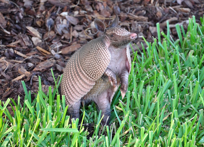 Cages are best for armadillo control