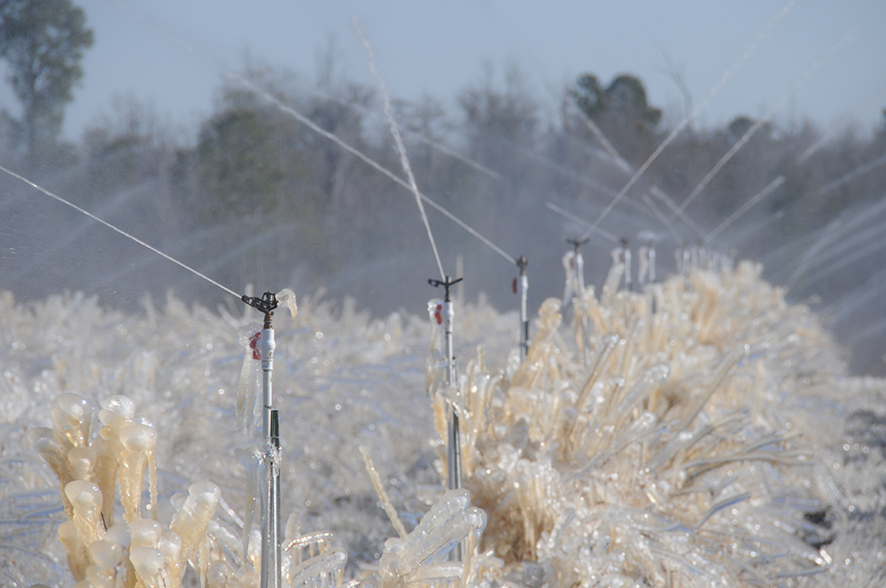 UGA climatologists have developed a new formula for calculating wet bulb temperature, which will help farmers protect their fruit crops from late freezes.