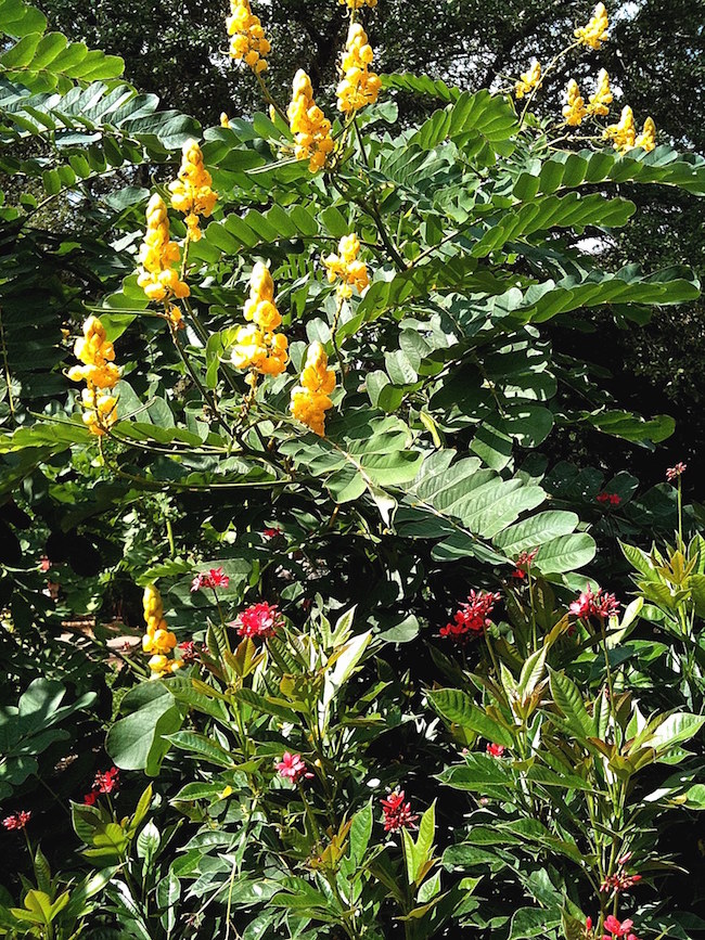 Emperor's candlestick partners well with the spicy jatropha or Jatropha integerrima. Another terrific combination could include Cuphea 'Vermillionaire.' Grow it close to the back of your border as it does grow large, up to 8 feet tall, with compound leaves that stretch out 3 feet in each direction.