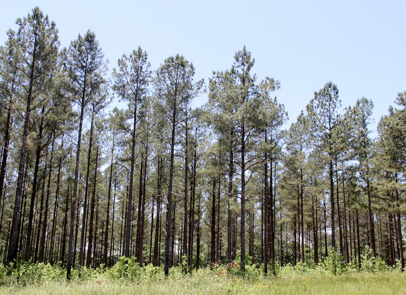 Thinning pine stands benefits the timber stand and the owner. Reducing stand density reduces competition for nutrients, space and light and improves the vigor, growth rate and overall quality of the remaining trees.