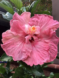 'South Pacific Sipper' hibiscus flowers can approach 9 inches in width. The plant produces flowers so large they seem to defy logic.