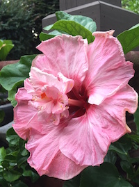 'South Pacific Sipper' is a tropical hibiscus that produces enormous blooms all summer. Hummingbirds, swallowtail butterflies and sulphurs love to visit the tropical blooms.