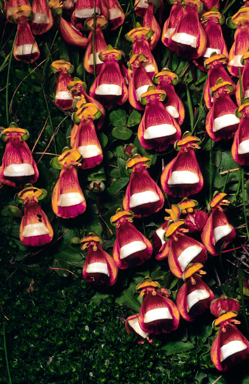 Calceolaria, or pocketbook plant, gets its name from the shape of its flowers. While it grows wild in Chile, the best place to find it in the U.S. is in a florist's shop.