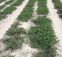 Dryland peanuts in a field in Georgia in 2014.