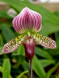 The Paphiopedilum lady's slipper orchids are so popular there are now more than 13,000 hybrids. The pouch, called a labellum, lures in unsuspecting pollinators as nature method of getting a pollination program underway.