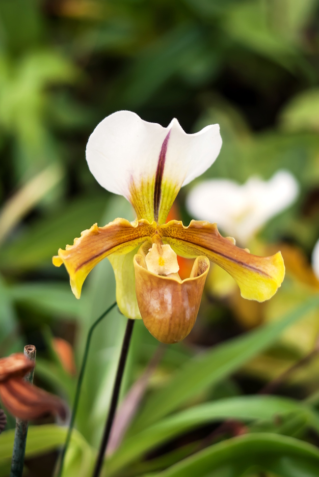 Lady's slipper orchids are found in five genera. Paphiopedilum lady's slipper orchids are among the easiest to grow for the novice gardener.