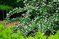 The fuzzy deutzia is an heirloom shrub in the hydrangea family.