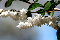 Fuzzy deutzia flowers are star shaped, lightly fragrant and bring an assortment of pollinators.