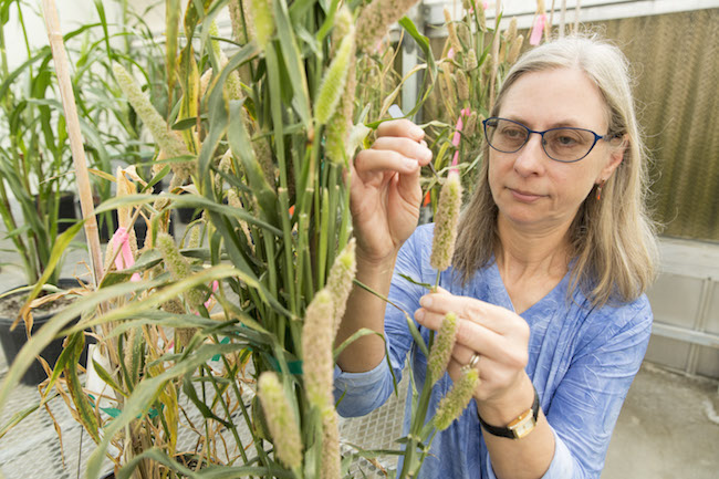 University of Georgia scientist Peggy Ozias-Akins, a College of Agricultural and Environmental Sciences professor of horticulture on the UGA Tifton Campus, applies advanced biotechnology and molecular biology tools — tools she developed herself in some cases — to improve crops like peanuts.