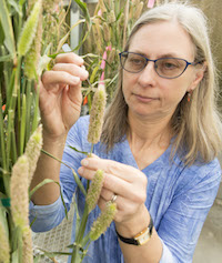 University of Georgia scientist Peggy Ozias-Akins, a College of Agricultural and Environmental Sciences professor of horticulture on the UGA Tifton Campus, applies advanced biotechnology and molecular biology tools — tools she developed herself in some cases — to improve crops like peanuts.