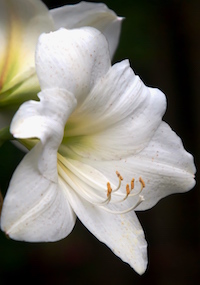 The 'Wedding Dance' amaryllis is a hybrid amaryllis that produces stalks that exhibit several enormous, pristine white flowers measuring up to 7 inches in width.