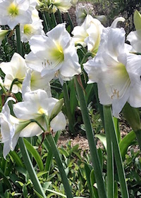Amaryllises, for the most part, are considered bulbs for zones 8 to 10, but 'Wedding Dance' can be grown in zone 7b and possibly colder zones, according to Tony Avent with Plant Delights Nursery.
