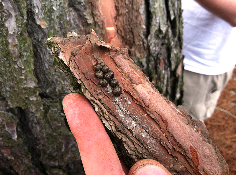 Kudzu bugs overwintering in bark.