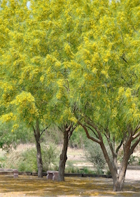Paloverde trees in bloom at the National Butterfly Center in Mission, Texas.