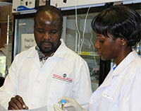 Daniel Mwalwayo, a visiting scientist from Malawi, works with Ruth Wangia in a University of Georgia environmental health lab. Mwalwayo is researching on UGA's Athens and Griffin campuses for 12 weeks on a Borlaug Fellowship, which is funded by the USDA and administered by the UGA CAES Office of Global Programs. (Photo by Allison Floyd.)