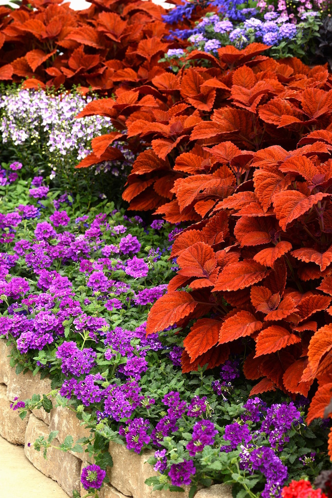 'Inferno' coleus offers stunning orange leaves that look like an artist's masterpiece when combined with all shades of blue.