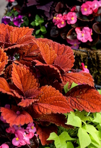 'Inferno' coleus looks stunning in the landscape or in mixed baskets and containers.