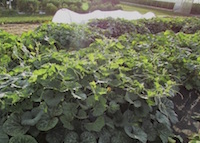 Squash plants grow in plots at the University of Georgia's Durham Horticulture Farm in Watkinsville, Georgia.