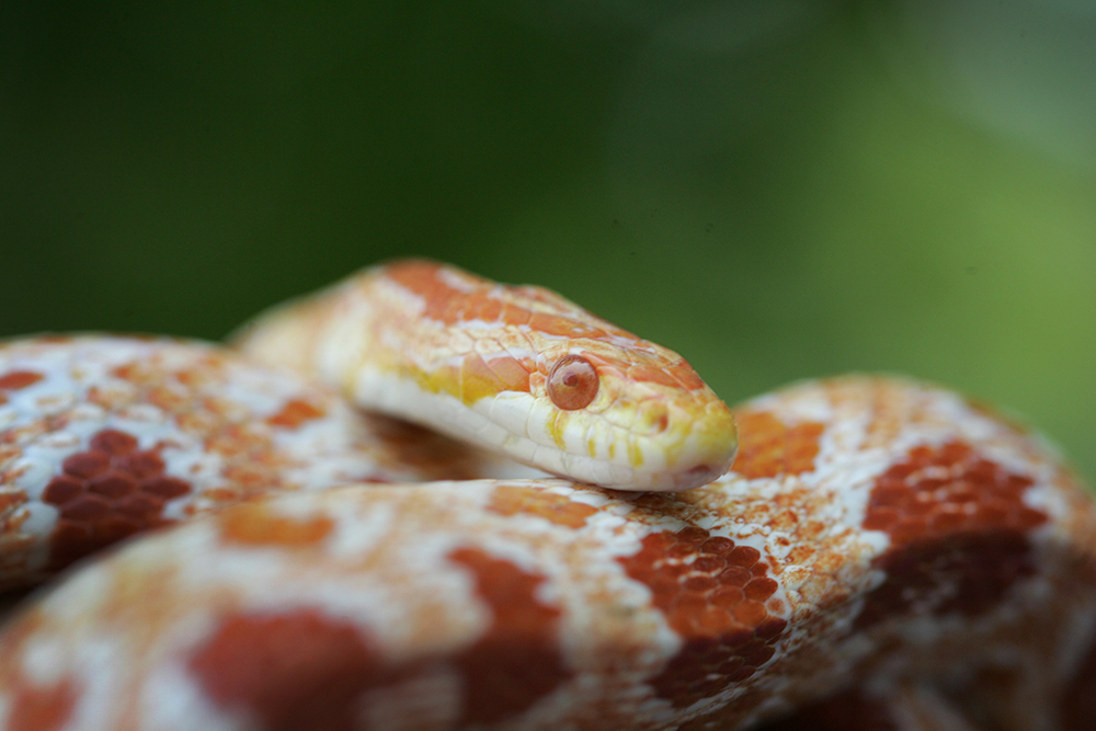 Snakes are a vital part of Georgia's ecosystem but most people don't want more snakes than necessary in their landscapes. To discourage snakes, keep landscapes well trimmed, clean and free of food or debris that could attract mice, rats or other snake prey. This albino corn snake is rare but native to Georgia.