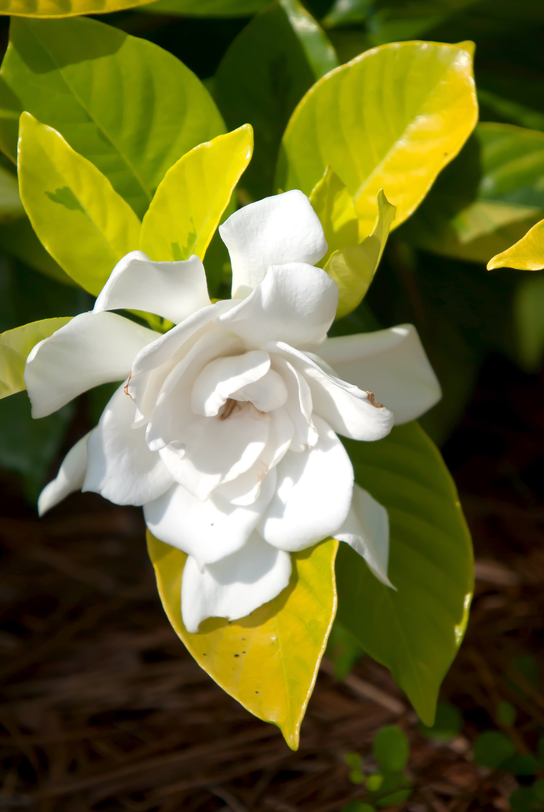 Gold Doubloon' gardenia can light up your landscape | CAES Newswire